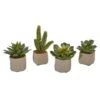 6" Potted Mixed Succulent Plants, 4ct.