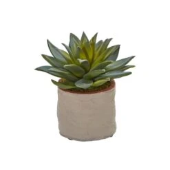 6" Potted Mixed Succulent Plants, 4ct. -Michaels Shop D293923S 14