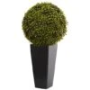 2.5ft. Mohlenbechia Ball In Black Tower Vase