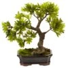 14" Plum Pine Bonsai In Ceramic Planter
