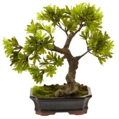 14" Plum Pine Bonsai In Ceramic Planter