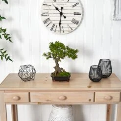 14" Plum Pine Bonsai In Ceramic Planter -Michaels Shop D293940S 12