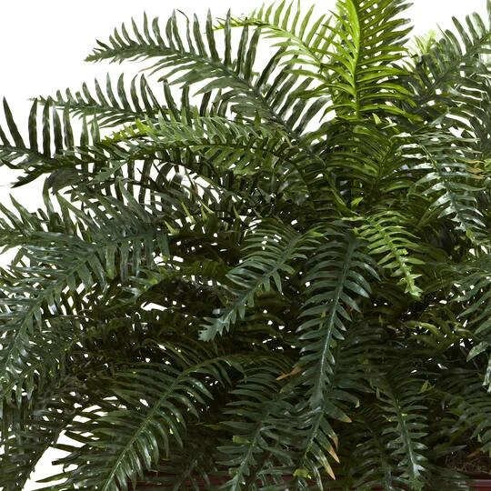 2.5ft. River Fern In Wood Planter 5 2.5ft. River Fern In Wood Planter - Image 3