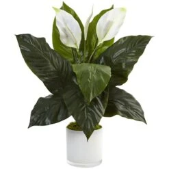 2ft. Peace Lily Plant In Glossy Glass Planter