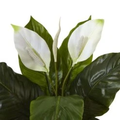 2ft. Peace Lily Plant In Glossy Glass Planter -Michaels Shop D293954S 3