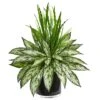 Silver Queen & Grass Plant In Black Vase -Michaels Shop D293955S 1