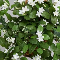 3.5ft. Stephanotis Flowering Plant In Hanging Basket -Michaels Shop D293960S 16