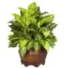 2ft. Variegated Dumb Cane Plant In Large Hexagon Planter -Michaels Shop D293975S 1