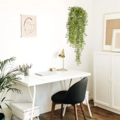 3ft. Potted Honey Locust Bush Plant, 2ct. -Michaels Shop D293979S 13