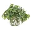 12" Watermelon Peperomia Arrangement In Vase -Michaels Shop D293981S 1