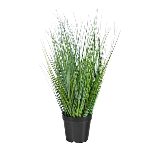 21" Potted Onion Grass Plant 3 21" Potted Onion Grass Plant