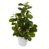 16" Peperomia Plant In Decorative Planter