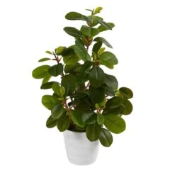 16" Peperomia Plant In Decorative Planter