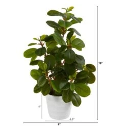 16" Peperomia Plant In Decorative Planter -Michaels Shop D294019S 2