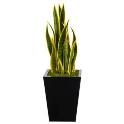 2.5ft. Snake Plant In Black Metal Planter