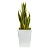2.5ft. Snake Plant In White Metal Planter