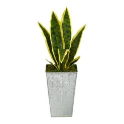18" Snake Plant In Embossed White Planter