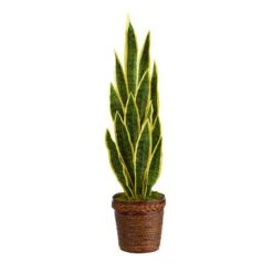 2.5ft. Snake Plant In Decorative Basket Planter