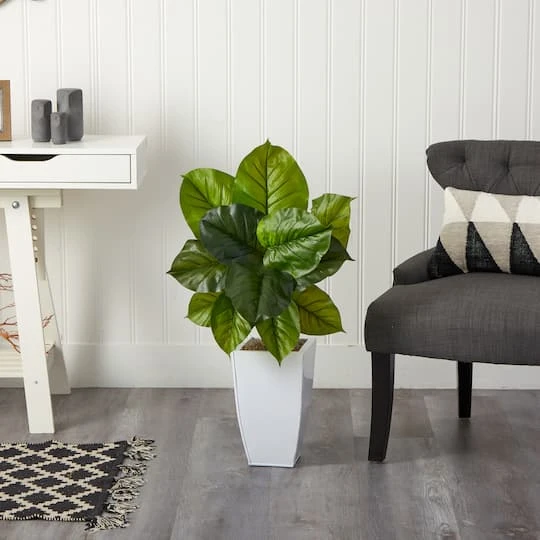 3ft. Large Philodendron Leaf Plant In White Metal Planter 6 3ft. Large Philodendron Leaf Plant In White Metal Planter - Image 4