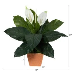 2ft. Peace Lily Plant In Terra Cotta Planter -Michaels Shop D294151S 2