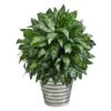 3ft. Silver King Plant In Decorative Tin Bucket