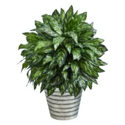 3ft. Silver King Plant In Decorative Tin Bucket