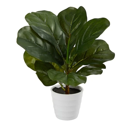 11" Fiddle Leaf Fig Plant In Decorative White Planter 4 11" Fiddle Leaf Fig Plant In Decorative White Planter - Image 2