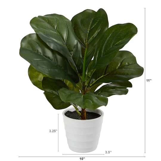 11" Fiddle Leaf Fig Plant In Decorative White Planter 5 11" Fiddle Leaf Fig Plant In Decorative White Planter - Image 3