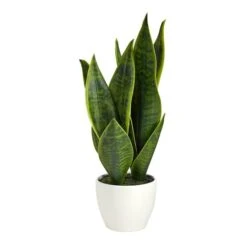 16" Potted Snake Plant