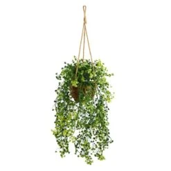 20" Baby's Tear Plant In Hanging Basket -Michaels Shop D294185S 1 1
