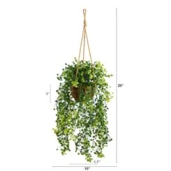 20" Baby's Tear Plant In Hanging Basket -Michaels Shop D294185S 2