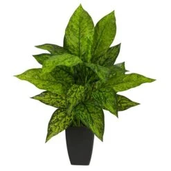 21" Dumb Cane Plant In Decorative Black Planter