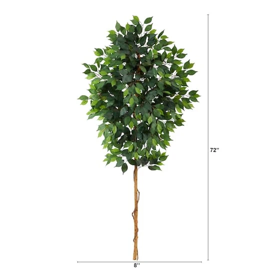 6ft. Single Ficus Tree 5 6ft. Single Ficus Tree - Image 3