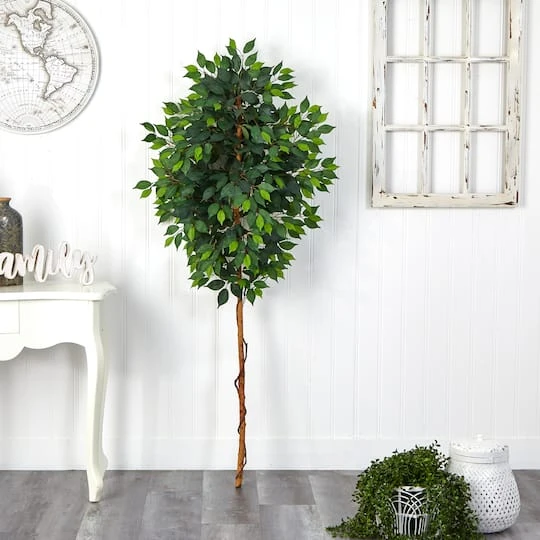 6ft. Single Ficus Tree 6 6ft. Single Ficus Tree - Image 4