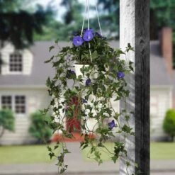 3.5ft. Purple Morning Glory Hanging Plant 10 3.5ft. Purple Morning Glory Hanging Plant -Michaels Shop D303366S 2