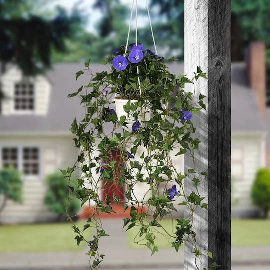 3.5ft. Purple Morning Glory Hanging Plant 5 3.5ft. Purple Morning Glory Hanging Plant - Image 3