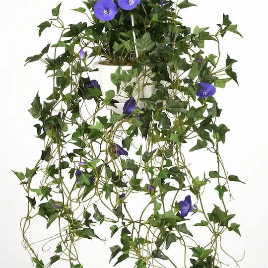 3.5ft. Purple Morning Glory Hanging Plant 7 3.5ft. Purple Morning Glory Hanging Plant - Image 5