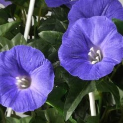 3.5ft. Purple Morning Glory Hanging Plant 13 3.5ft. Purple Morning Glory Hanging Plant -Michaels Shop D303366S 5