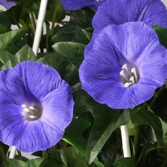 3.5ft. Purple Morning Glory Hanging Plant 8 3.5ft. Purple Morning Glory Hanging Plant - Image 6