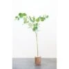 Hello Honey® 54" Faux Eucalyptus Branch -Michaels Shop D319838S 1