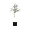 Hello Honey® 29" Potted Thyme Topiary Tree -Michaels Shop D320258S 1