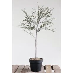 Hello Honey® 29" Potted Thyme Topiary Tree -Michaels Shop D320258S 2