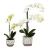 White Artificial Mini Moth Orchid In Planter Set -Michaels Shop D333943S 1