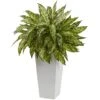 2.5ft. Chinese Evergreen In White Decorative Planter -Michaels Shop D350181S 1