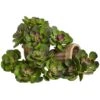 Green Echeveria Succulent Pick, 12ct.