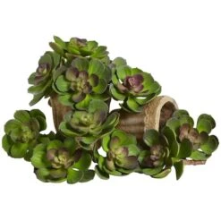 Green Echeveria Succulent Pick, 12ct.