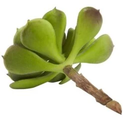 Green Echeveria Succulent Pick, 12ct. -Michaels Shop D350269S 5