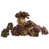 Burgundy Echeveria Succulent Pick, 12ct.