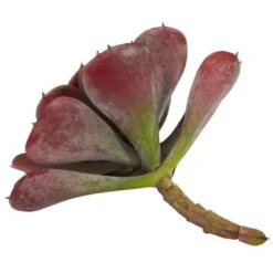 Burgundy Echeveria Succulent Pick, 12ct. -Michaels Shop D350366S 6