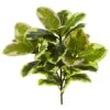 Green Rubber Leaf Plant, 3ct.